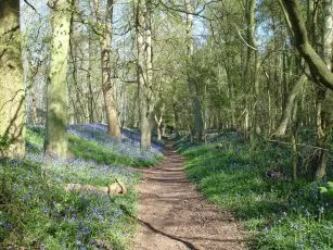 grims ditch